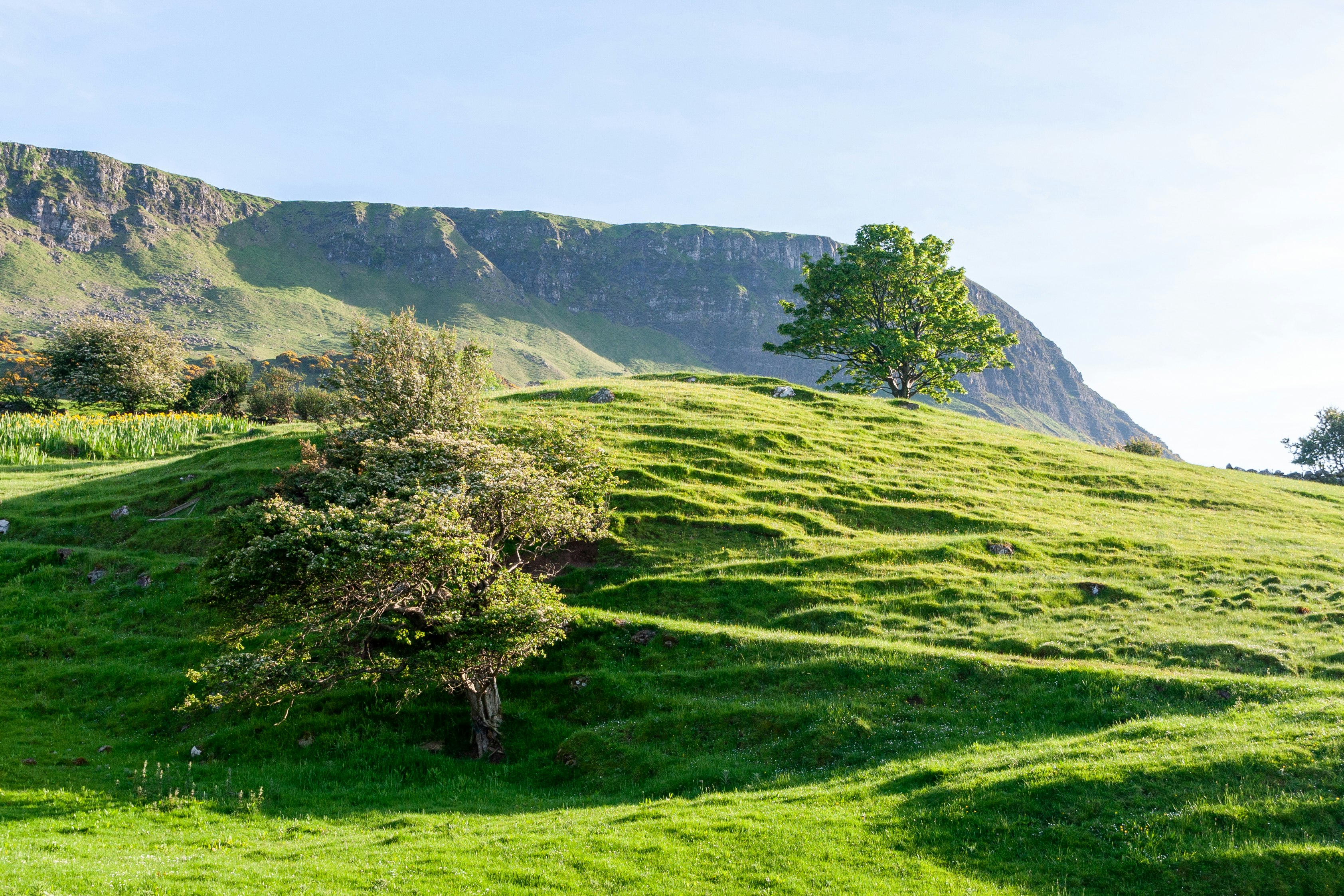 green grass field and trees on mountain